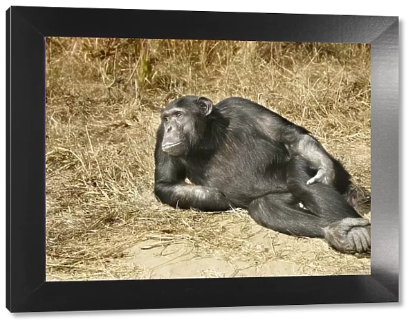 Chimpanzee - relaxing. Chimfunshi Chimpanzee Reserve - Zambia - Afruca