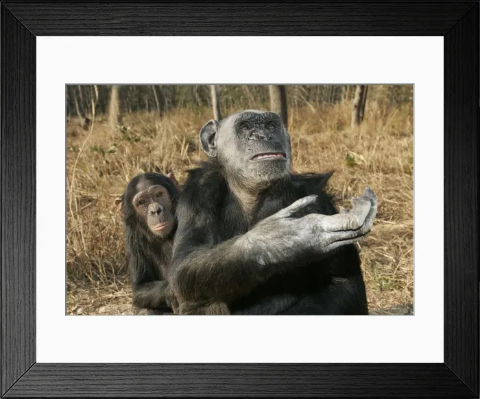 Framed Print : Chimpanzee. Chimfunshi Chimp Reserve. Zambia Framed Print : Chimpanzee. Chimfunshi Chimp Reserve. Zambia