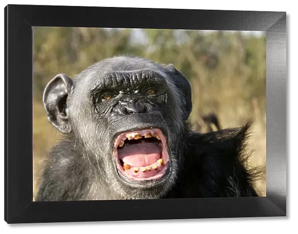Chimpanzee - yawning showing close-up of mouth and teeth, aggressive. Chimfunshi Chimp Reserve - Zambia - Africa