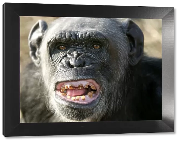 Chimpanzee - yawning showing close-up of mouth and teeth aggressive. Chimfunshi Chimp Reserve - Zambia - Africa
