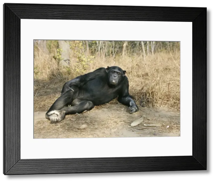 Framed Print : Chimpanzee. Chimfunshi Chimp Reserve. Zambia Framed Print : Chimpanzee. Chimfunshi Chimp Reserve. Zambia