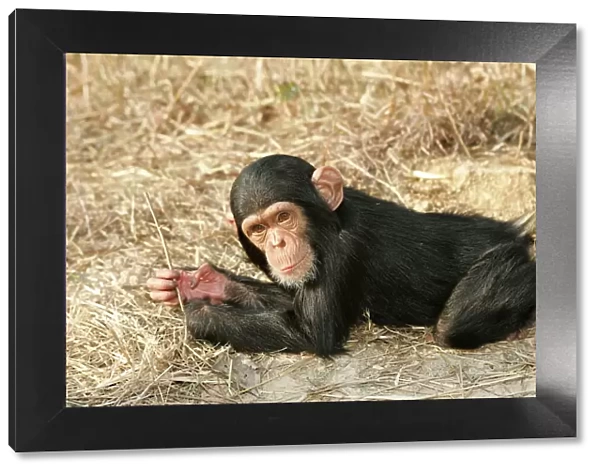 Chimpanzee - young. Chimfunshi Chimp Reserve - Zambia - Africa