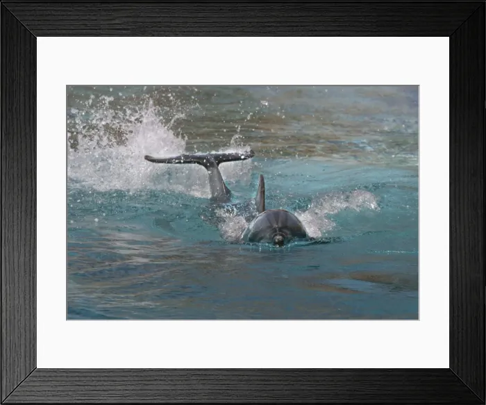 Framed Print : Bottlenose Dolphin. Dolphinarium, Port Elisabeth. South Africa Framed Print : Bottlenose Dolphin. Dolphinarium, Port Elisabeth. South Africa