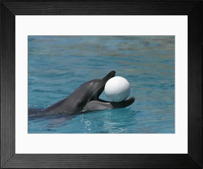 Framed Print : Bottlenose Dolphin. Dolphinarium, Port Elisabeth. South Africa Framed Print : Bottlenose Dolphin. Dolphinarium, Port Elisabeth. South Africa