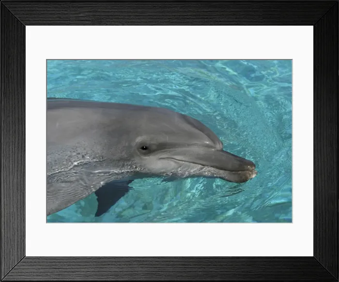 Framed Print : Bottlenose Dolphin. Dolphinarium, Port Elisabeth. South Africa Framed Print : Bottlenose Dolphin. Dolphinarium, Port Elisabeth. South Africa