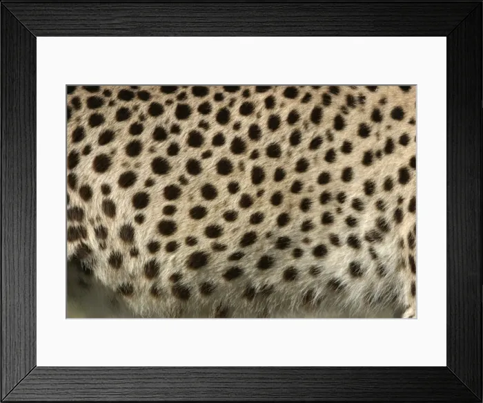 Framed Print : Cheetah - close-up of fur / coat, showing spots Cape Province. South Africa. Africa Framed Print : Cheetah - close-up of fur / coat, showing spots Cape Province. South Africa. Africa
