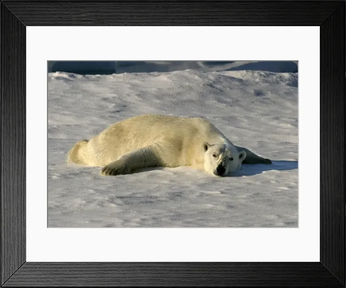 Framed Print : Polar Bear - sunbathing to dry wet fur coat. Spitzbergen. Svalbard Framed Print : Polar Bear - sunbathing to dry wet fur coat. Spitzbergen. Svalbard