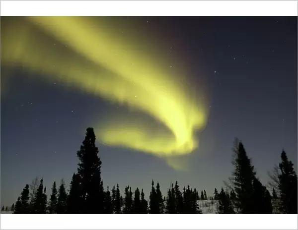 Northern lights  /  Aurora borealis - in night sky over conifer forest. Churchill. Manitoba. Canada