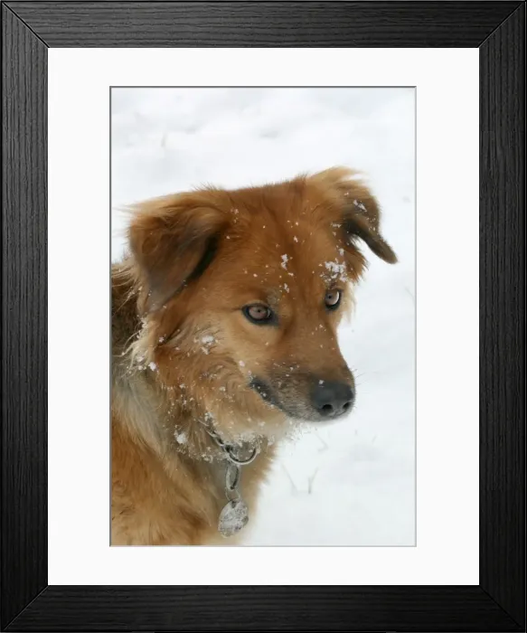 Framed Print : Domestic Dog - in snow, wearing collar and ID / name tag Framed Print : Domestic Dog - in snow, wearing collar and ID / name tag