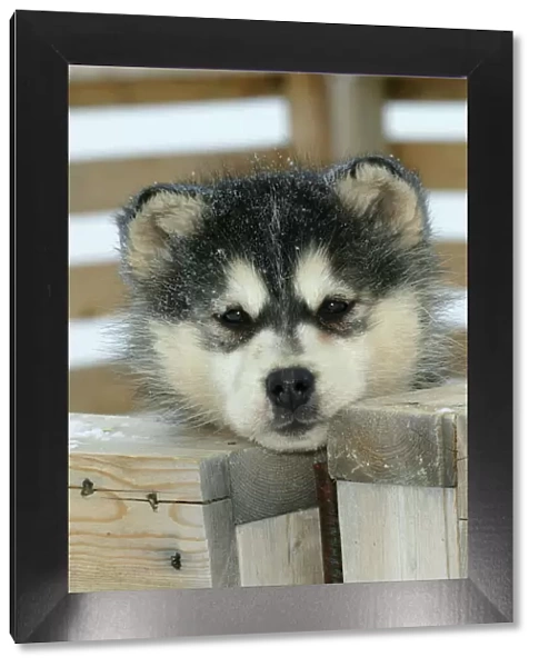 Arctic  /  Siberian Husky - puppy, close-up of face Churchill. Manitoba. Canada