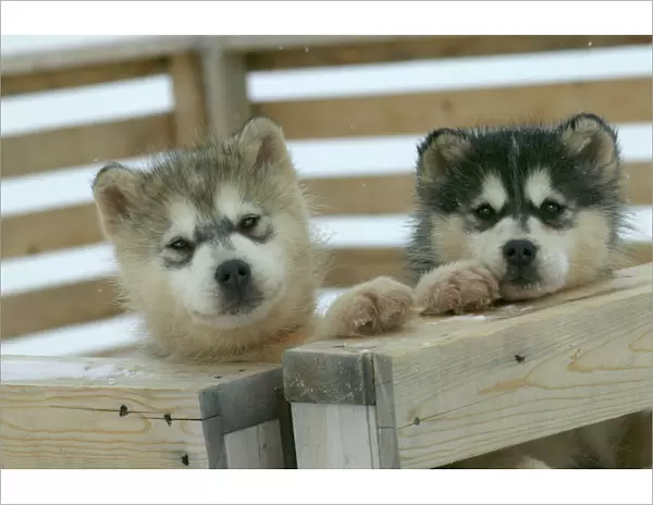 Arctic  /  Siberian Husky - puppies in wooden pen Churchill. Manitoba. Canada