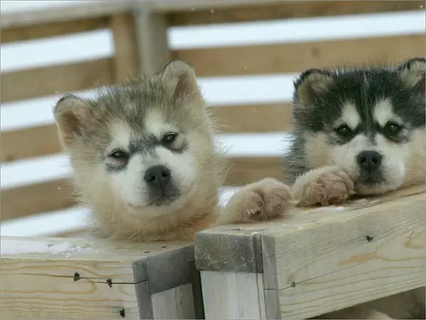 Arctic  /  Siberian Husky - puppies in wooden pen Churchill. Manitoba. Canada