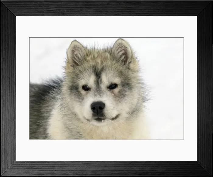 Framed Print : Arctic  /  Siberian Husky - puppy, close-up of face. Churchill. Manitoba, Canada