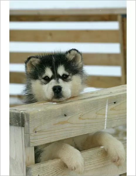 Arctic  /  Siberian Husky - puppy in wooden pen Churchill, Manitoba. Canada