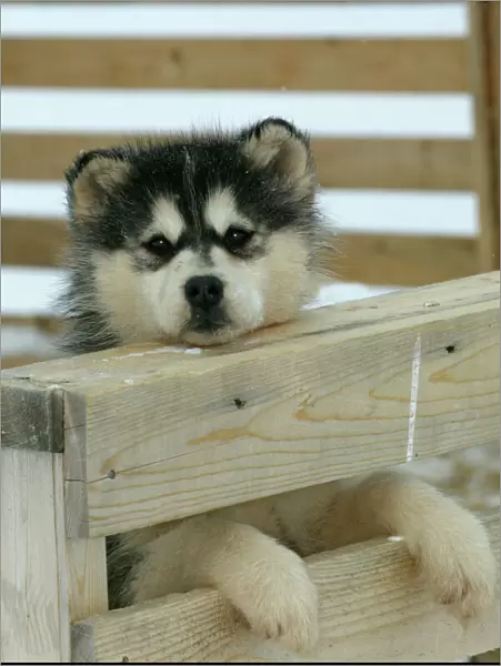 Arctic  /  Siberian Husky - puppy in wooden pen Churchill, Manitoba. Canada