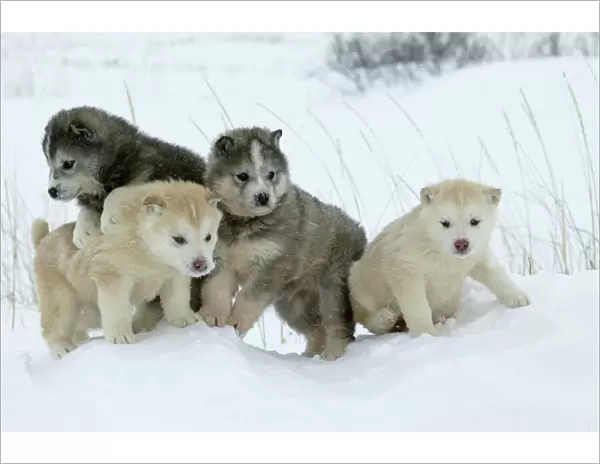 Arctic  /  Siberian Husky - litter of four puppies in snow. Churchill. Manitoba. Canada