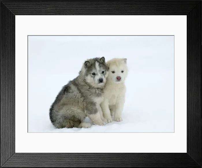 Framed Print : Siberian / Arctic HUSKIES - two puppies in snow. Churchill. Manitoba. Canada Framed Print : Siberian / Arctic HUSKIES - two puppies in snow. Churchill. Manitoba. Canada