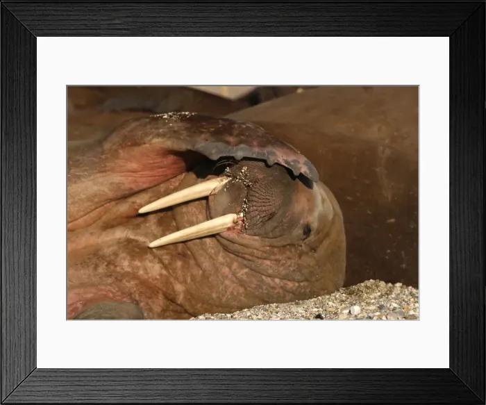 Framed Print : Atlantic / Whiskered Walrus - male scratching / shading face with flipper. North Spitzbergen. Svalbard Framed Print : Atlantic / Whiskered Walrus - male scratching / shading face with flipper. North Spitzbergen. Svalbard