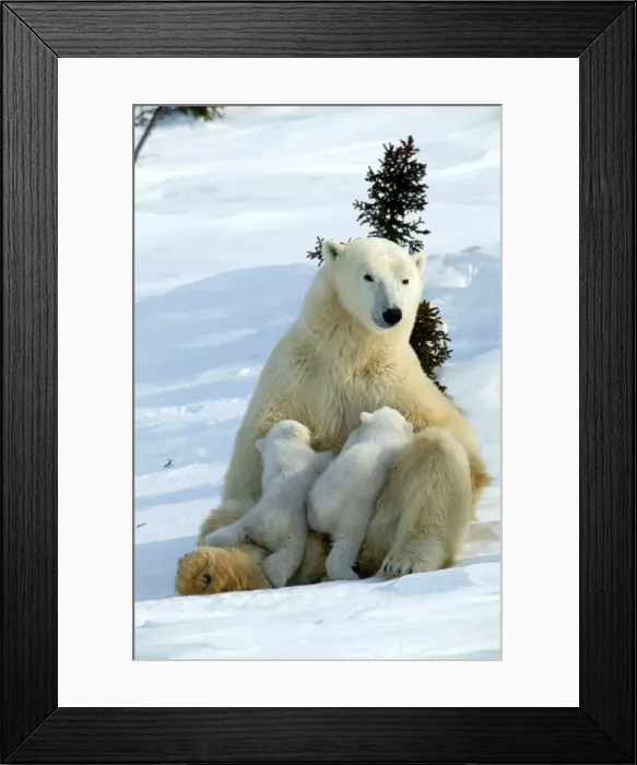 Framed Print : Polar Bear - female and babies Churchill. Manitoba. Canada Framed Print : Polar Bear - female and babies Churchill. Manitoba. Canada