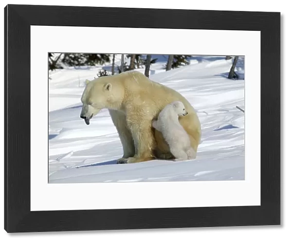 Polar Bear - female with young, mother sticks out tongue. Churchill, Manitoba. Canada