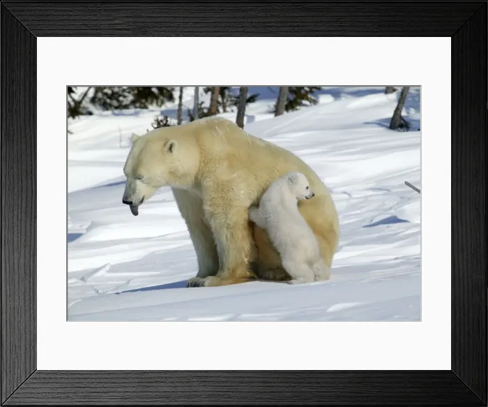 Framed Print : Polar Bear - female with young, mother sticks out tongue. Churchill, Manitoba. Canada Framed Print : Polar Bear - female with young, mother sticks out tongue. Churchill, Manitoba. Canada