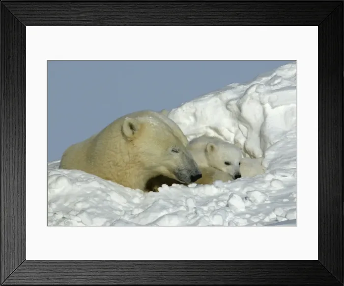 Framed Print : Polar Bear - female with young, resting in hollow in snow bank. Churchill, Manitoba. Canada Framed Print : Polar Bear - female with young, resting in hollow in snow bank. Churchill, Manitoba. Canada