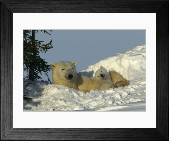 Framed Print : Polar Bear - mother and young cub, resting in snow hollow she'd dug earier. Note claw marks in snow bank. Churchill, Manitoba. Canada Framed Print : Polar Bear - mother and young cub, resting in snow hollow she'd dug earier. Note claw marks in snow bank. Churchill, Manitoba. Canada