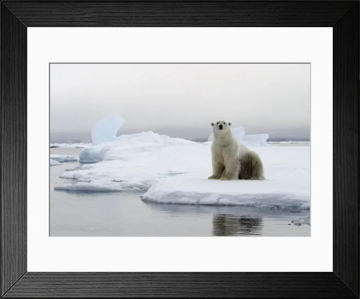 Framed Print : Polar Bear - sitting at edge of ice floe. Svalbard Framed Print : Polar Bear - sitting at edge of ice floe. Svalbard