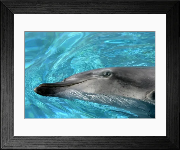 Framed Print : Bottlenose Dolphin Delphinarium Port Elisabeth, South Africa Framed Print : Bottlenose Dolphin Delphinarium Port Elisabeth, South Africa