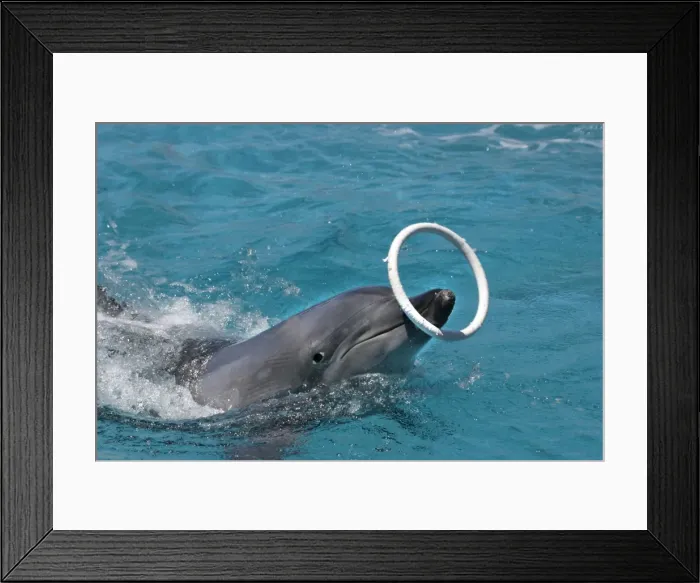 Framed Print : Bottlenose Dolphin Delphinarium Port Elisabeth, South Africa Framed Print : Bottlenose Dolphin Delphinarium Port Elisabeth, South Africa