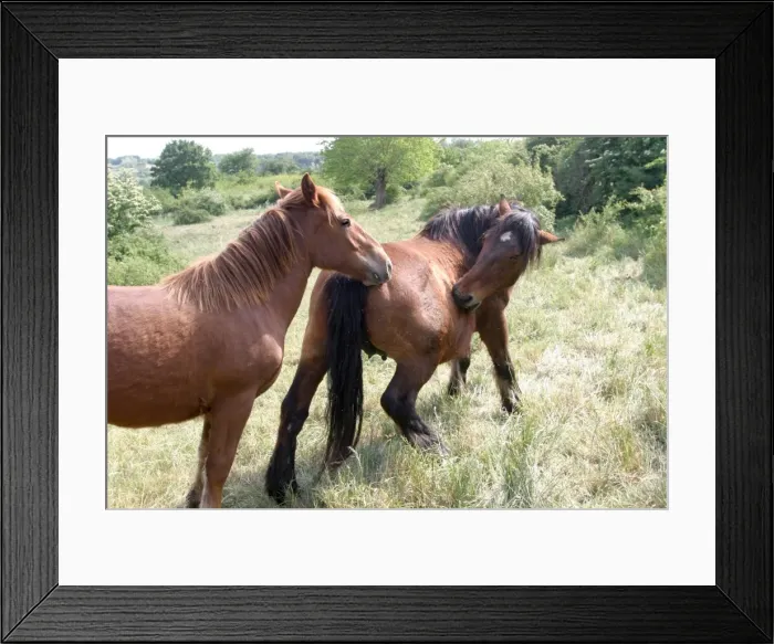Framed Print : Horse - two in field, on biting itself Framed Print : Horse - two in field, on biting itself