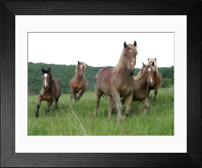 Framed Print : Horses - in field, running Framed Print : Horses - in field, running