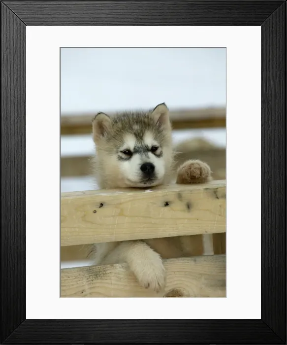Framed Print : Husky Dog - puppy peering over fence Churchill - Manitoba - Canada Framed Print : Husky Dog - puppy peering over fence Churchill - Manitoba - Canada