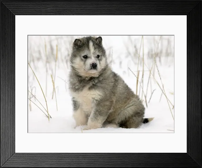 Framed Print : Husky Dog - puppy. Churchill - Manitoba - Canada Framed Print : Husky Dog - puppy. Churchill - Manitoba - Canada