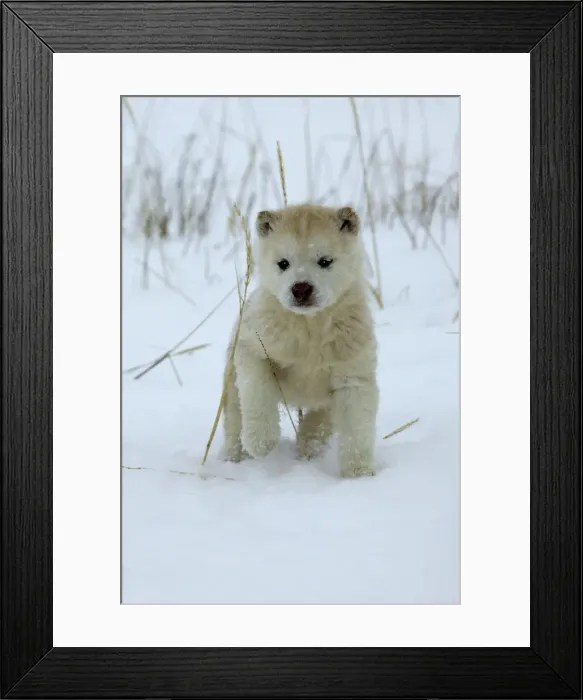 Framed Print : Husky Dog - puppy. Churchill - Manitoba - Canada Framed Print : Husky Dog - puppy. Churchill - Manitoba - Canada