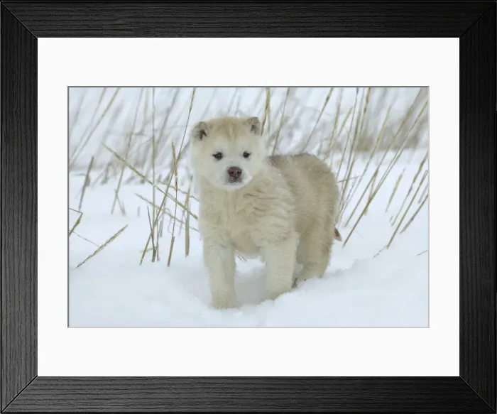 Framed Print : Husky Dog - puppy. Churchill - Manitoba - Canada Framed Print : Husky Dog - puppy. Churchill - Manitoba - Canada