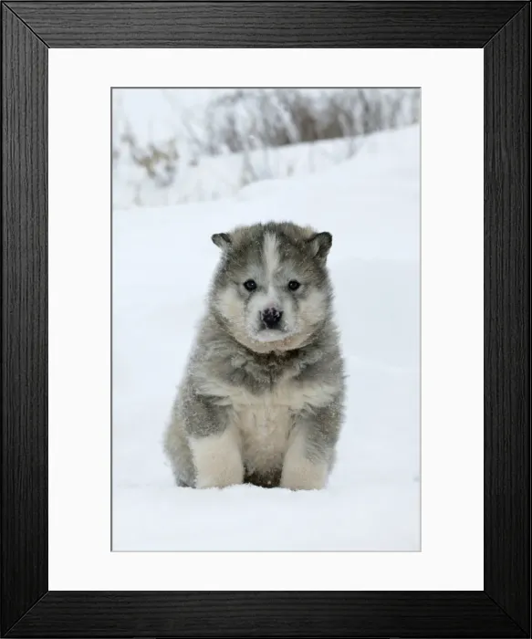 Framed Print : Husky Dog - puppy. Churchill - Manitoba - Canada Framed Print : Husky Dog - puppy. Churchill - Manitoba - Canada