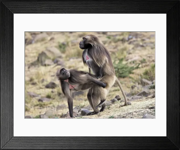 Framed Print : Gelada Baboon - pair mating. Simien mountains - Ethiopia - Africa Framed Print : Gelada Baboon - pair mating. Simien mountains - Ethiopia - Africa