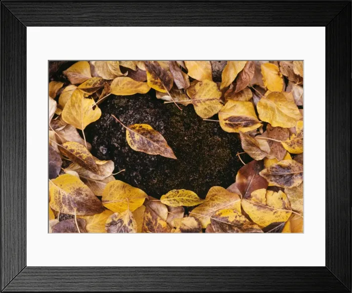 Framed Print : Cottonwood Leaves - Autumn Framed Print : Cottonwood Leaves - Autumn