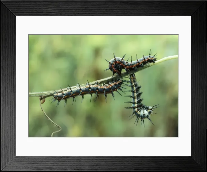 Framed Print : Gulf Fritillary Butterfly Larvae stage, ready to pupate Framed Print : Gulf Fritillary Butterfly Larvae stage, ready to pupate
