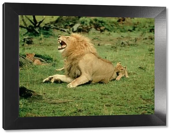 African Lion - Single male roaring with cub biting rump