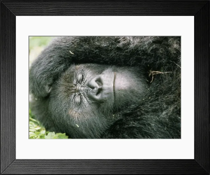 Framed Print : Mountain Gorilla Rwanda Framed Print : Mountain Gorilla Rwanda
