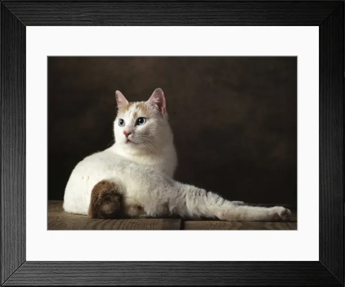 Framed Print : Bobtail Japonais Cat - White / Red Framed Print : Bobtail Japonais Cat - White / Red