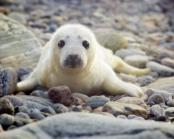 Grey Seal - pup