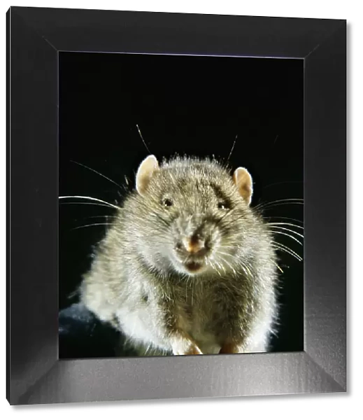 Brown Rat. AEB-2395. BROWN  /  COMMON  /  NORWAY RAT