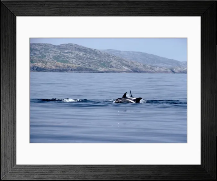 Framed Print : White-beaked Dolphin Framed Print : White-beaked Dolphin