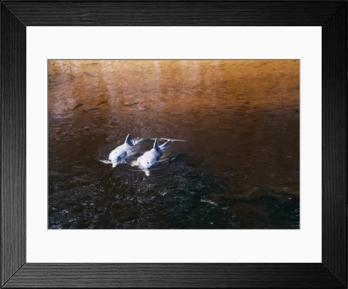 Framed Print : Tucuxi / Little Grey / Grey River Dolphin - pair South America Framed Print : Tucuxi / Little Grey / Grey River Dolphin - pair South America