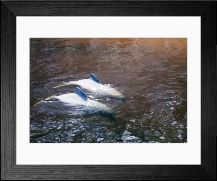 Framed Print : Tucuxi  /  Little Grey  /  Grey River Dolphin