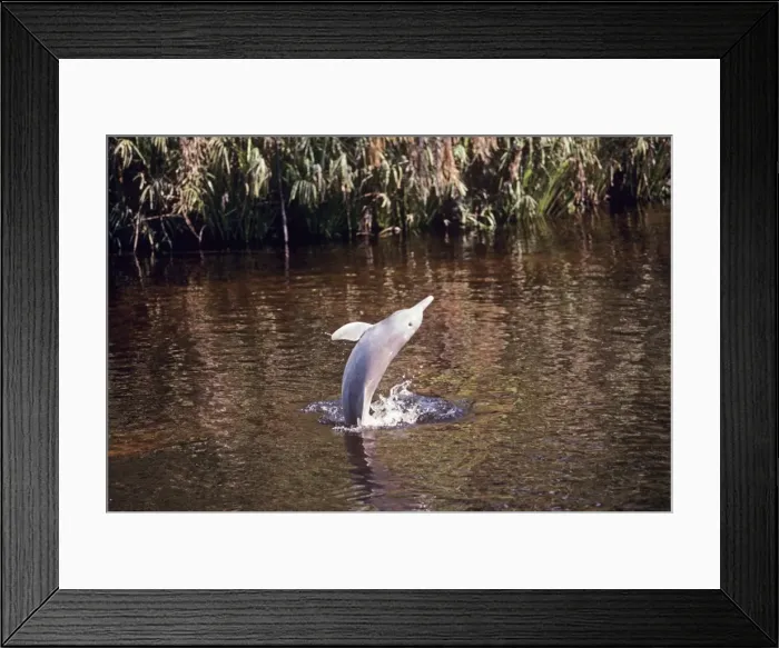 Framed Print : Tucuxi / Little Grey / Grey River Dolphin Framed Print : Tucuxi / Little Grey / Grey River Dolphin