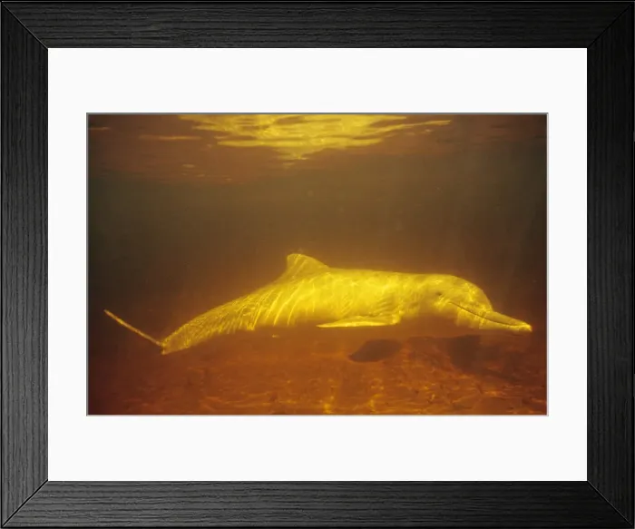 Framed Print : Tucuxi / Little Grey / Grey River Dolphin Framed Print : Tucuxi / Little Grey / Grey River Dolphin